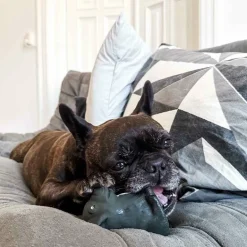 Bidedyr Hund Naturgummi