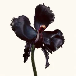 Black Orchid Reserve