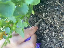 Blomster gødningspinde