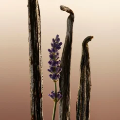 Burberry Goddess Eau de Parfum