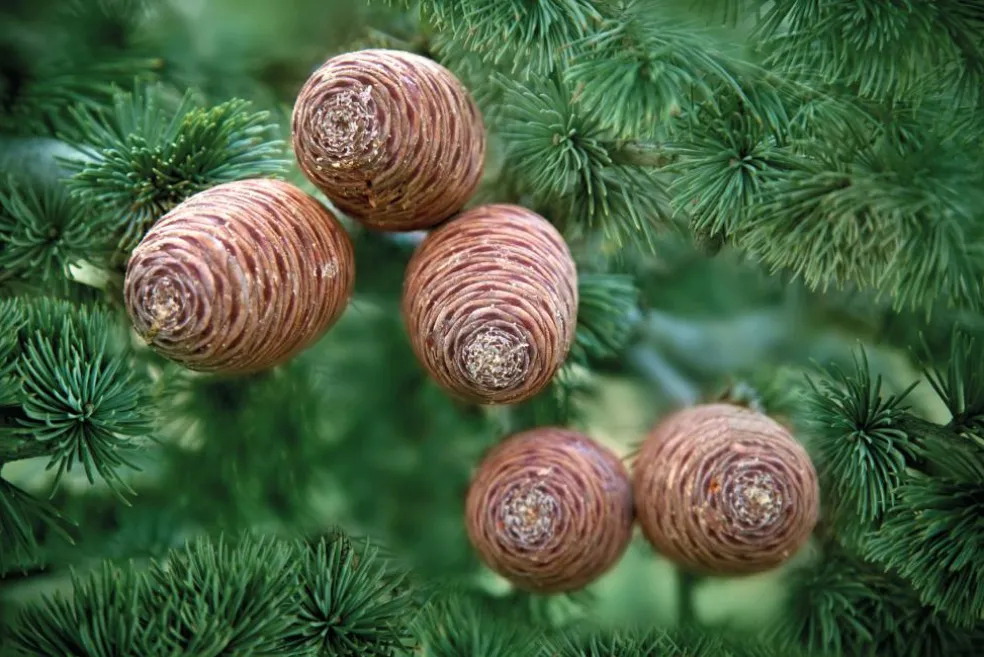 Cedertræ Olie Økologisk