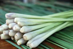 Citrongræs Olie Økologisk