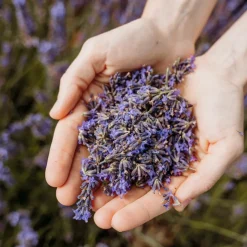 Code Eau de Toilette