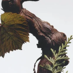 Cypress & Grapevine Cologne Intense All Over Body Spray