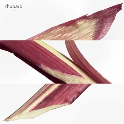 Eau De Rhubarbe Écarlate Eau de Cologne