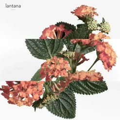 Eau De Rhubarbe Écarlate Eau de Cologne