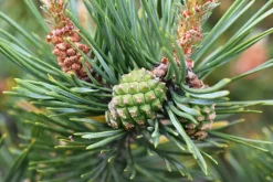 Fyrretræ Olie Økologisk