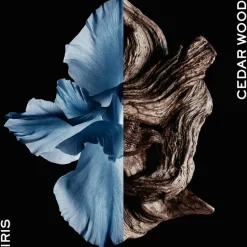 Gentleman intense Eau de Toilette