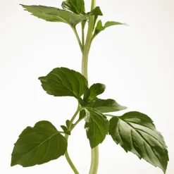 Goddess Eau de Parfum Intense