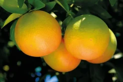 Grapefrugt Olie Økologisk