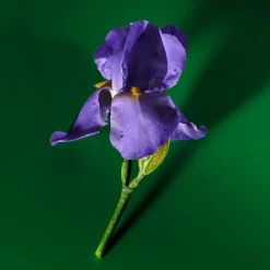 Guilty Elixir de Parfum for Men