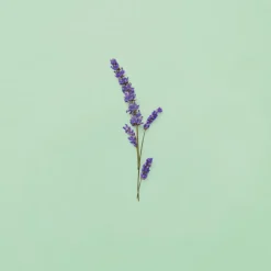 Guilty Pour Homme Eau de Toilette for Men