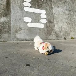 Hunde Aktivitets Bold