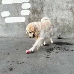 Hunde Aktivitets Bold