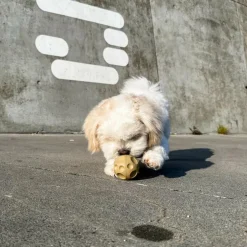 Hvalpe Legetøj Starterpakke i Naturgummi
