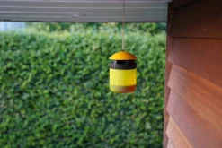 Hvepsefælde inkl. Lokkemiddel