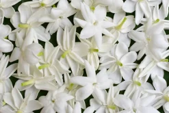 Jasmin Olie 4% Økologisk