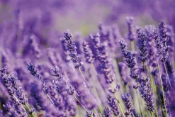 Lavendel Olie Økologisk