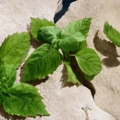 Light Blue Capri in Love Pour Homme Eau de Parfum