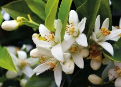 Neroli Olie 4% Økologisk