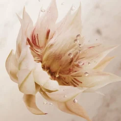 Olympea Deodorant Spray