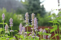 Patchouli Olie Økologisk