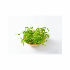 Phytonutrient Hairroot Serum