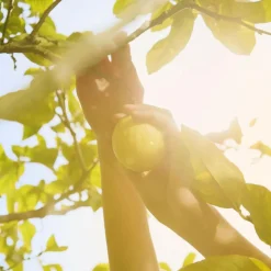 Replica Under the Lemon Trees Eau de Toilette