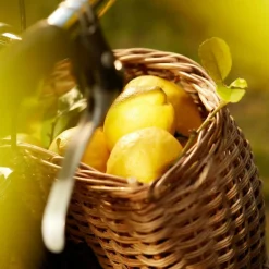 Replica Under the Lemon Trees Eau de Toilette