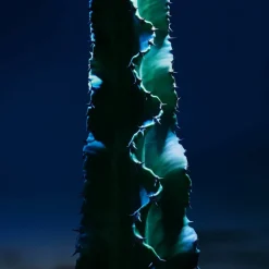 Sauvage The Toner Face Toner Lotion with Cactus Extract