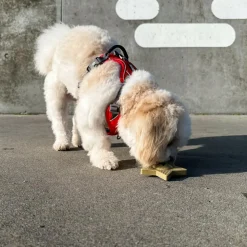 Slikke Aktivitetslegetøj