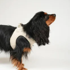 Teddy Step-in Harness