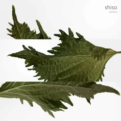 Terre d'Hermès Perfume