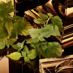 The One Pour Homme Gold Intense Eau de Parfum