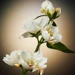 The Scent For Her Eau de Parfum