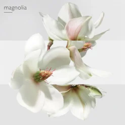 Un Jardin sur la Lagune Eau de Toilette