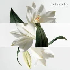 Un Jardin sur la Lagune Eau de Toilette