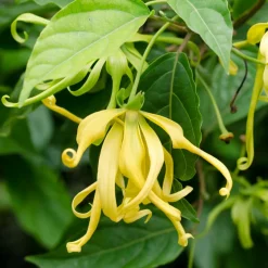 Ylang ylang Olie Økologisk